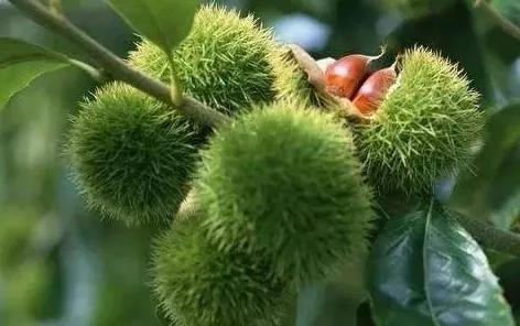 票字家族:骠、镖、标(標)、鳔、膘,鱼儿之所以能在水里沉浮