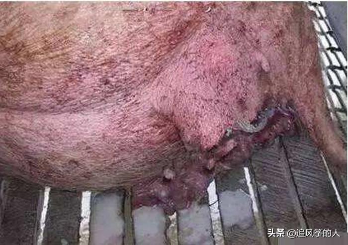 夏季母猪管理方法,夏季母猪的饲养与管理