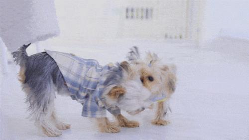 女生适合养什么狗约克夏,十种最好养的小型犬约克夏