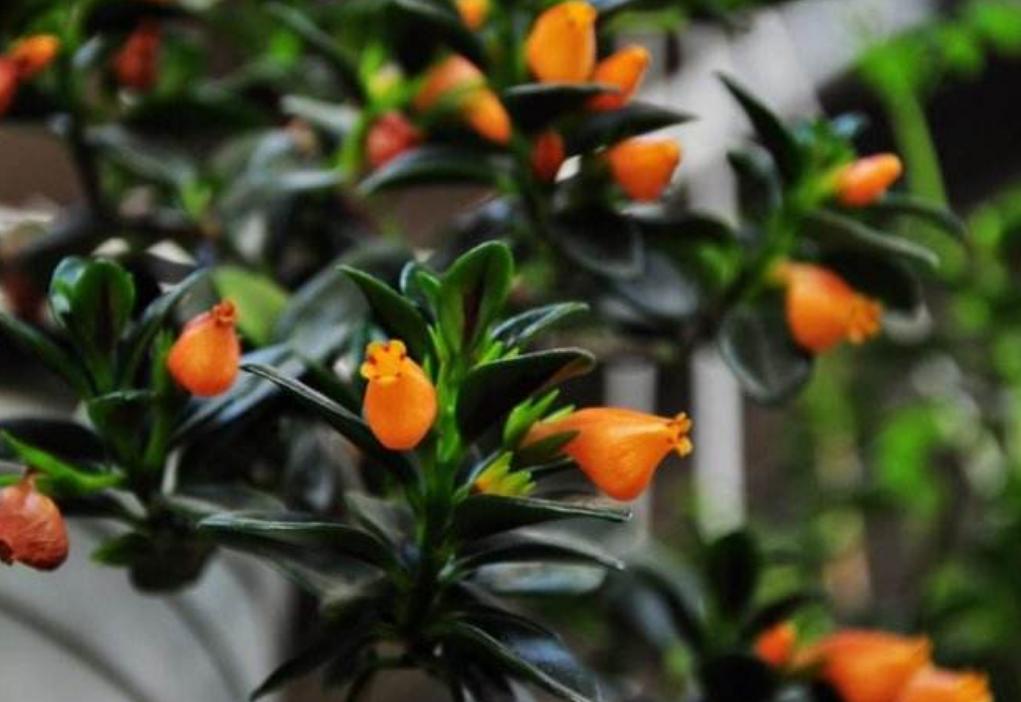 金鱼吊兰怎么养才开花图片,金鱼吊兰怎样养才开花图片