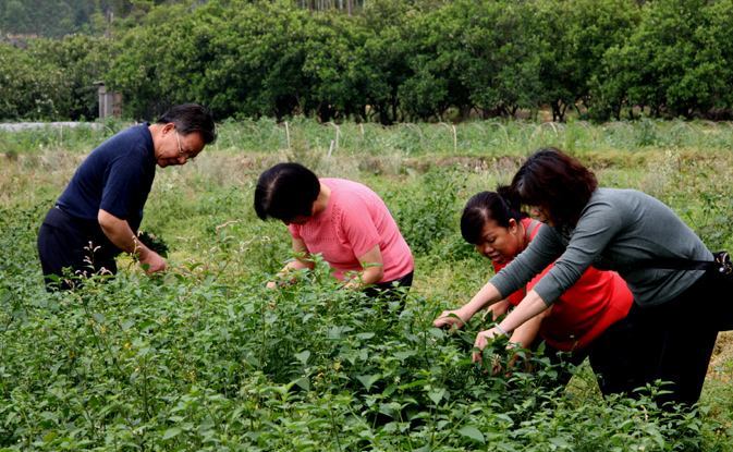 村里常见的“紫色草”，蛇见了躲着走，遇见摘点能“治蛇毒”