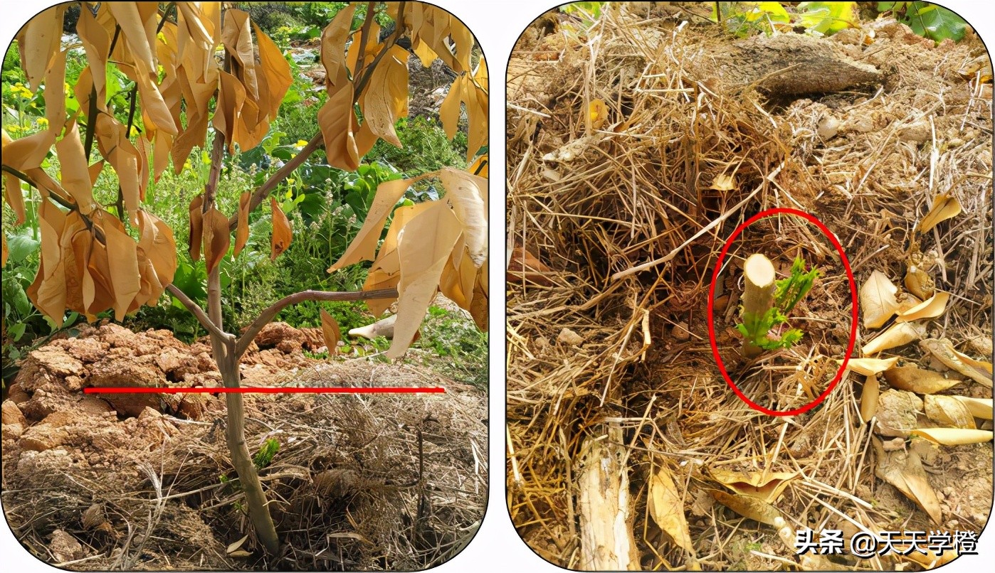 赣南脐橙怎么预防冻死,脐橙注意事项及禁忌