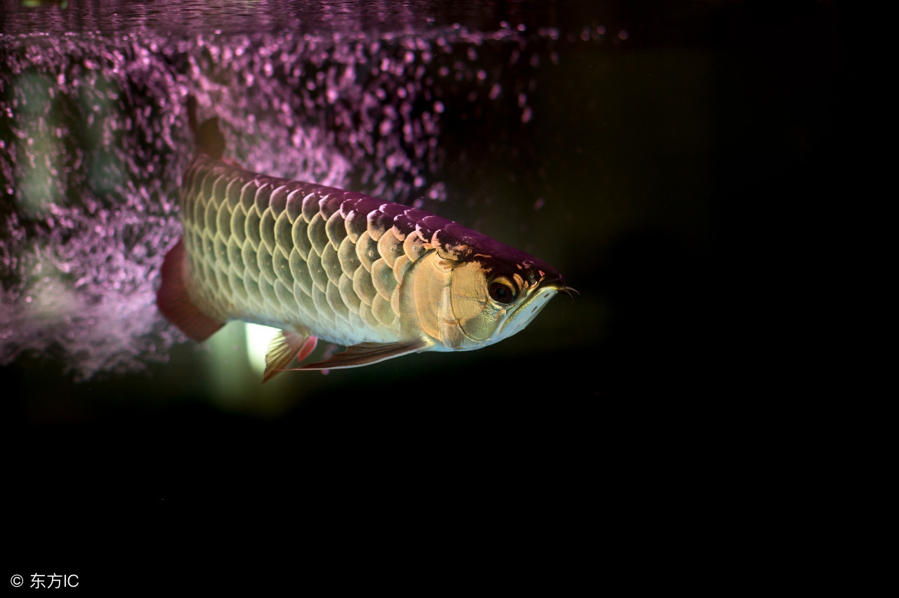 开缸养水三天了水依然浑浊怎么办,鳖缸水质混浊是什么原因