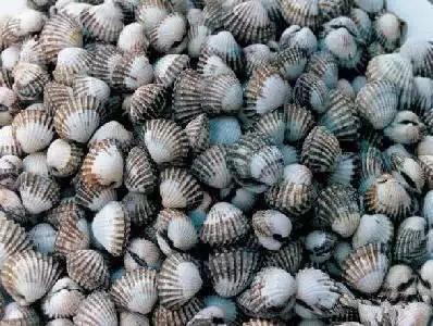 渔民海鲜大全,渔民整理的海鲜河鲜大全