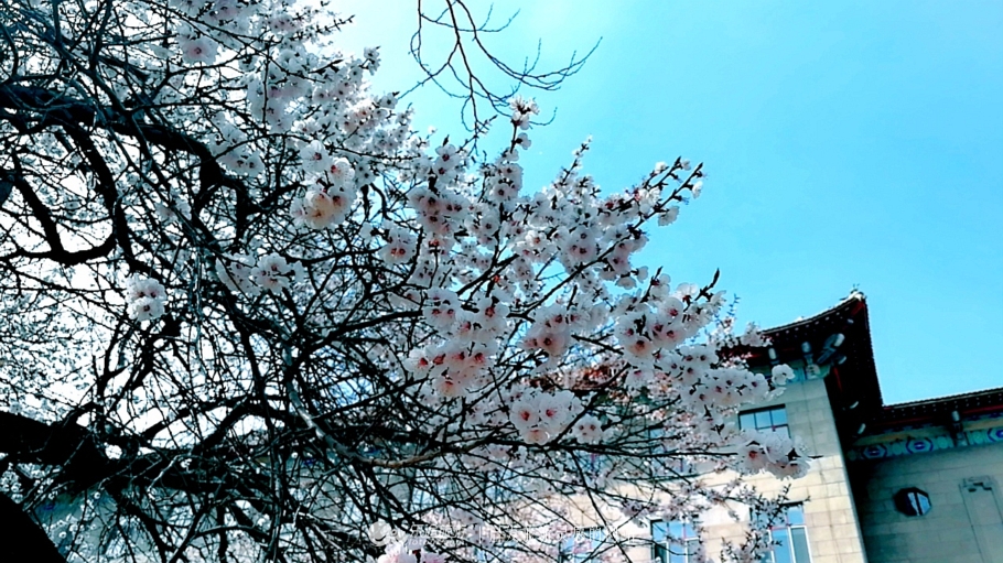 丁香雨女声版,丁香鱼喻越越