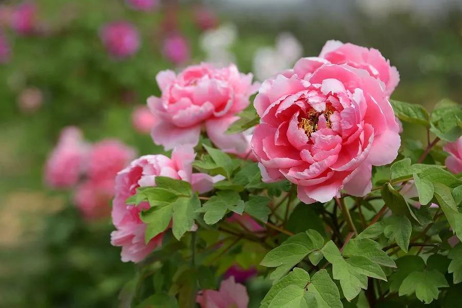 花的好句摘抄大全优美,关于花的好词好句10个字