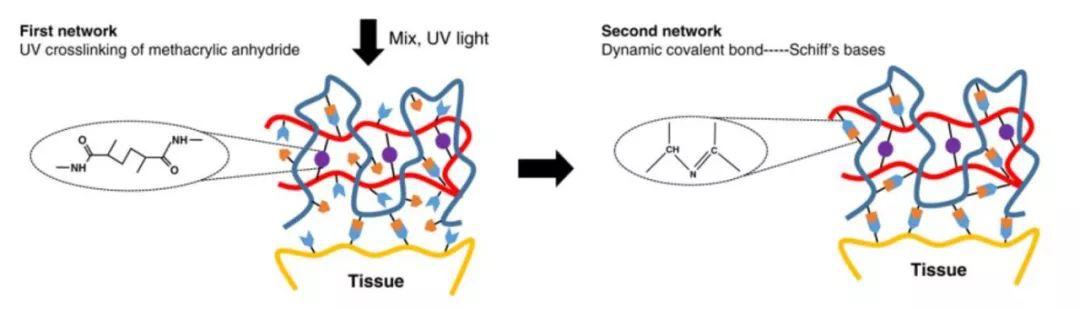 纳米技术让伤口快速愈合的凝胶,神奇胶水60秒缝合伤口