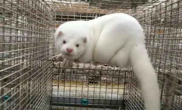 水貂养殖综合技术视频第一集,水貂养殖技术和养殖方法