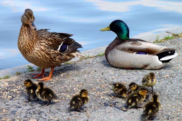 农村未来养殖什么能赚钱,在农村养殖什么最赚钱最长远