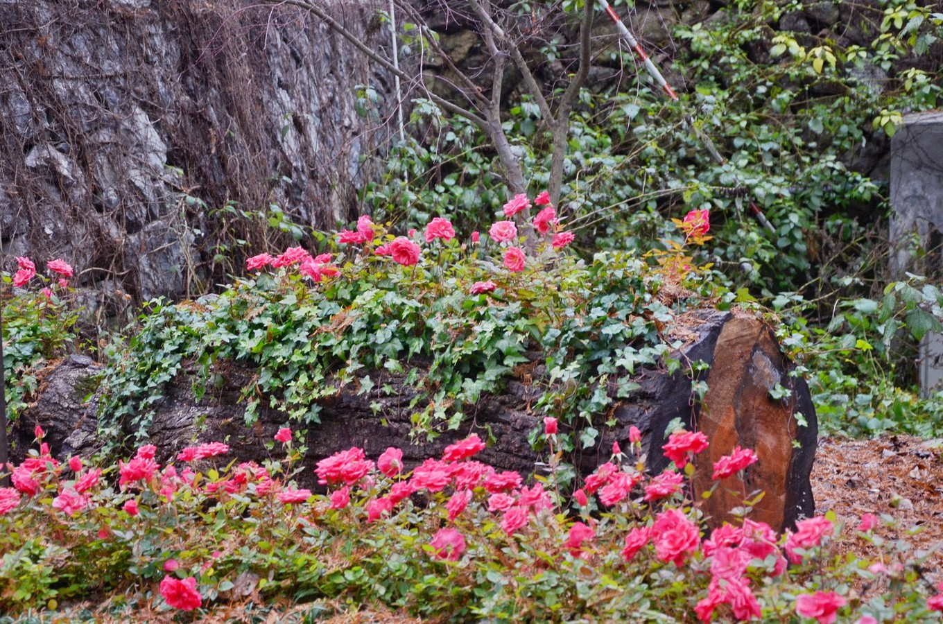一座白楼，青山环绕，云卷雾舒～享受在莫干山野的娴静自由