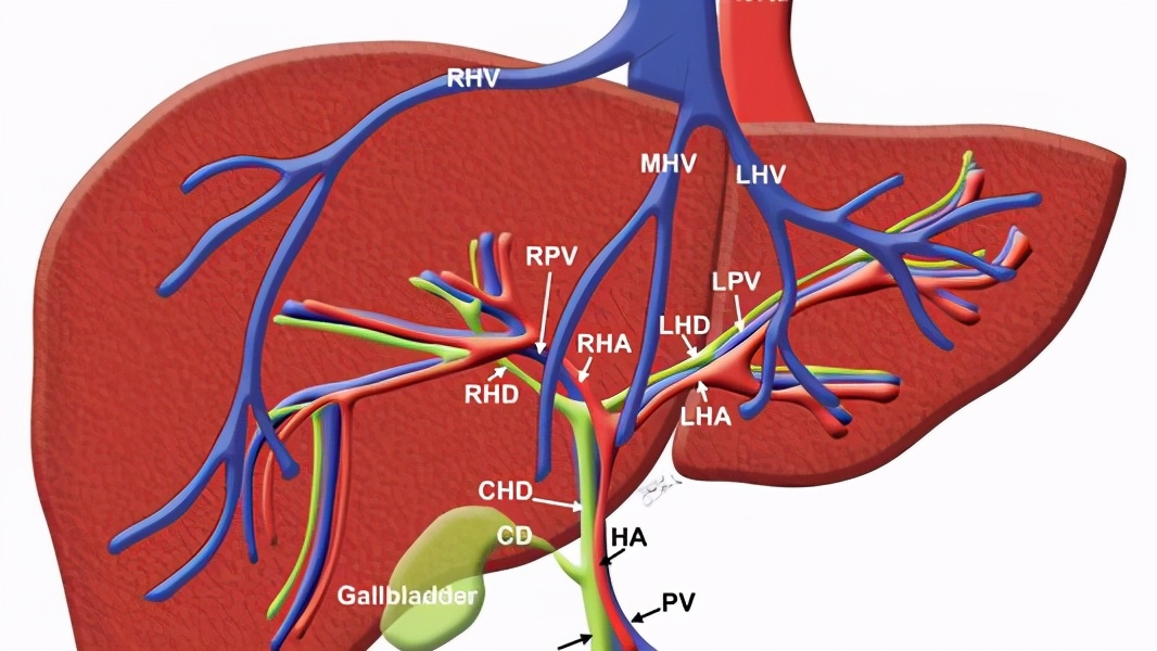 胆红素偏高的原因及危害怎么办,胆红素升高了是怎么回事