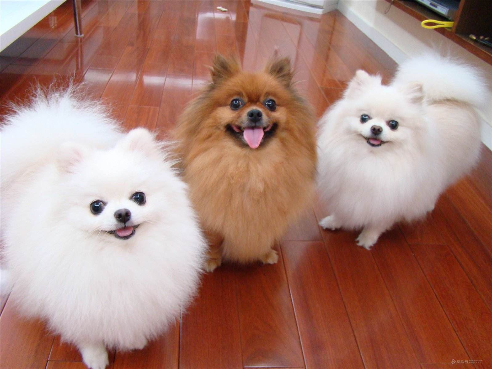 博美犬吃什么牌子狗粮好一点,博美犬吃哪个牌子狗粮比较好