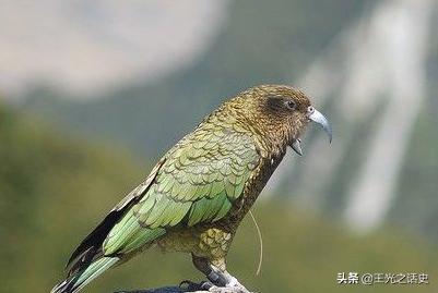 为什么说新西兰是大农村,新西兰怎么成为发达国家