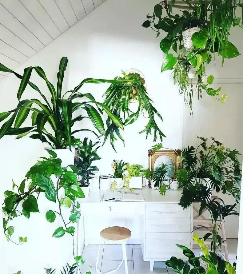 绿色具有代表性的植物,绿色植物好看的有哪些