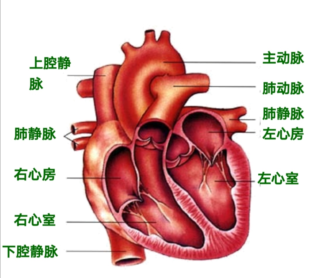 八年级下册生物书知识点,初一下册生物期中知识点