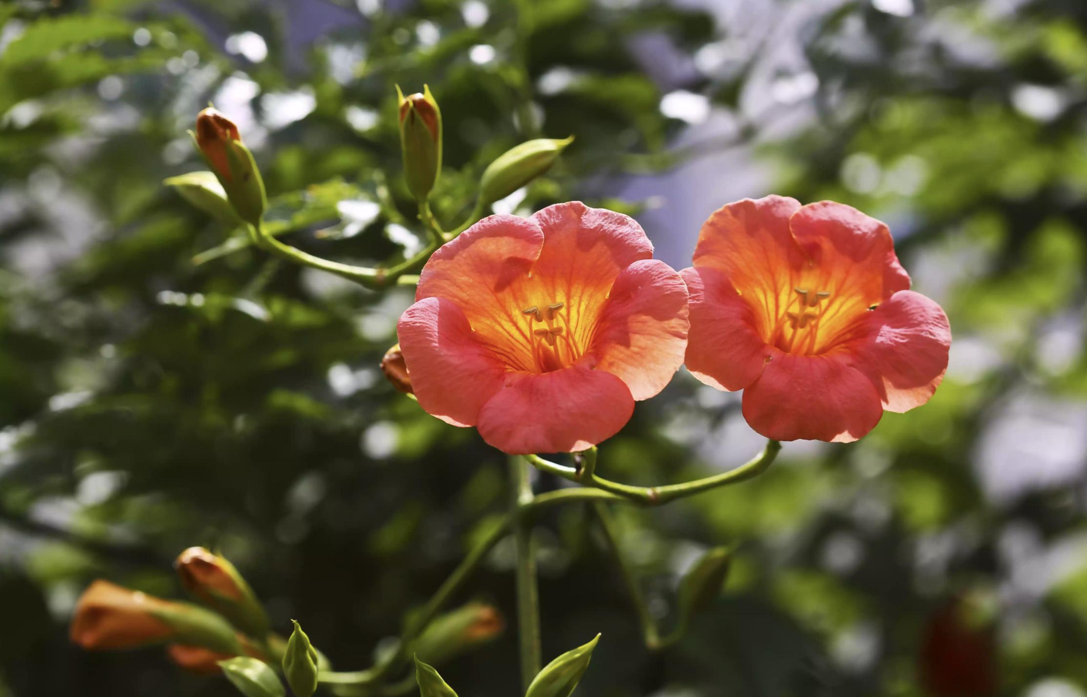 充满活力阳光的花,20种需要阳光的花