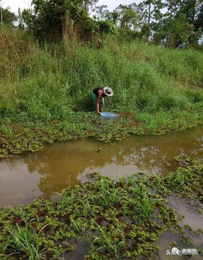 泰国斗鱼和中国斗鱼的杂交品种,中国斗鱼与泰国斗鱼哪个更厉害