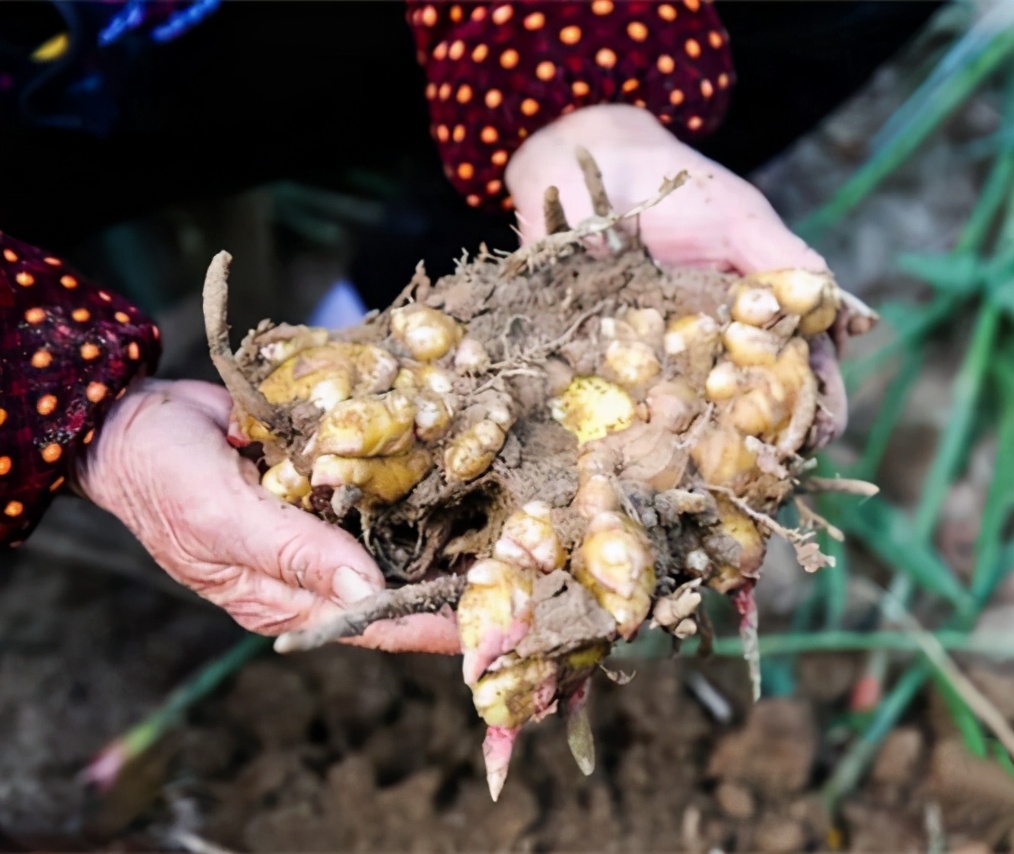 1915年巴拿马博览会发了多少金奖,1915年巴拿马国际博览会