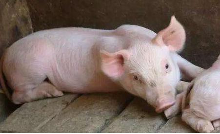 猪骨骼肌发白、发黄有哪些原因？如何依照症状进行治疗和预防？