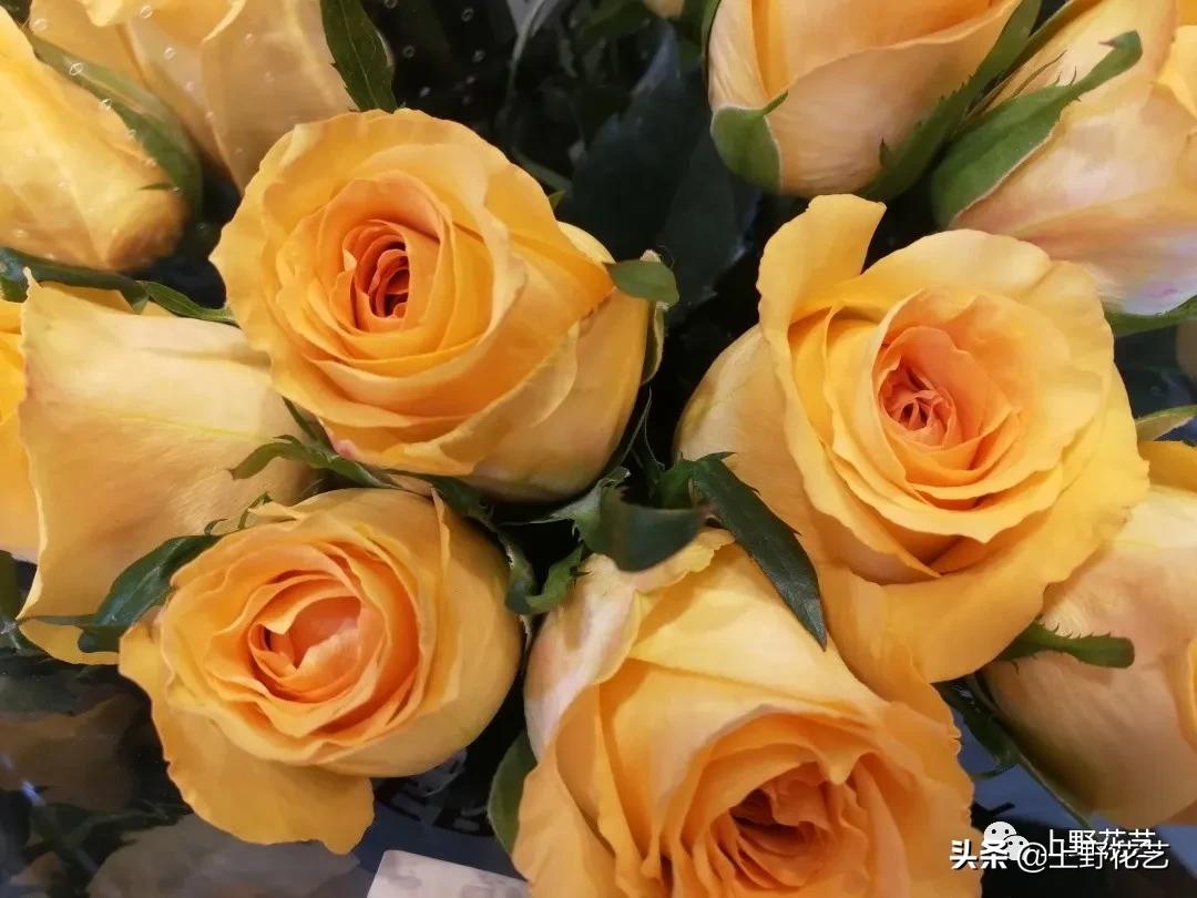 假日公主玫瑰花束,100种玫瑰之歌视频