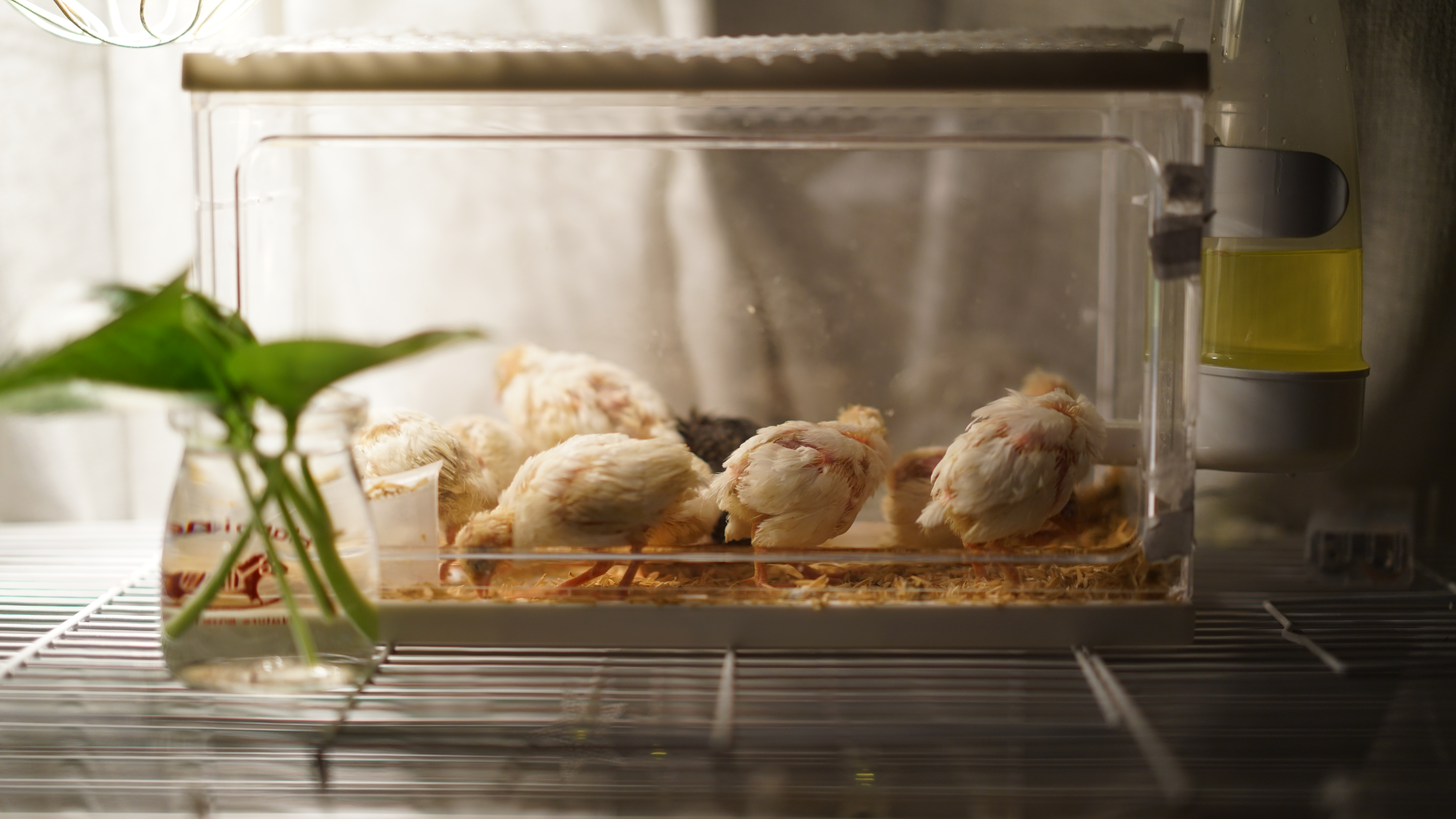 如何自制小鸡育雏保温箱,自制孵化小鸡的保温盒