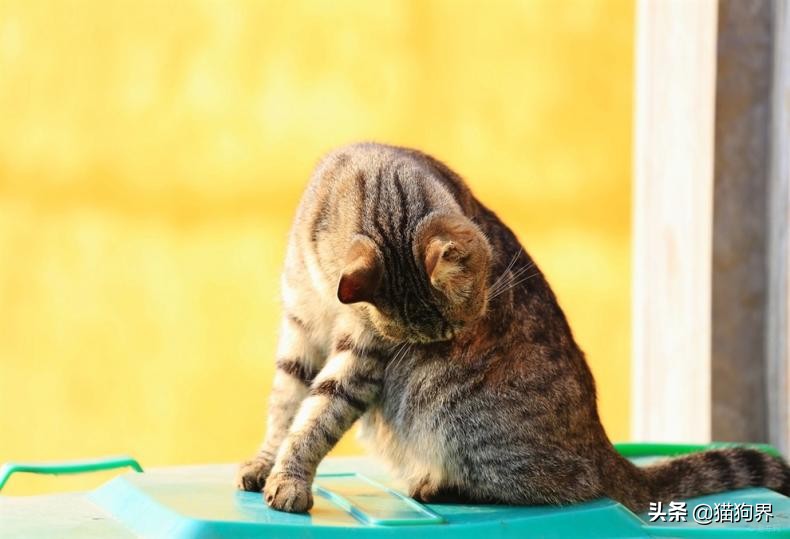猫咪身上很臭为什么它都不舔毛,为什么猫咪不洗澡也不会臭