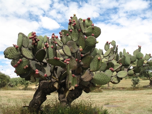 仙人掌长成仙人柱,仙人掌长了果子