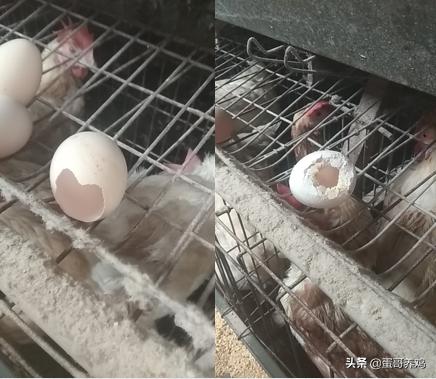 鸡啄癖有什么预防方法,鸡啄癖该如何防治呢