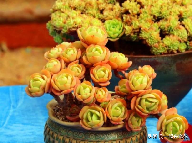 多肉碧桃叶心像生锈了怎么回事,多肉碧桃叶子干瘪如何泡水