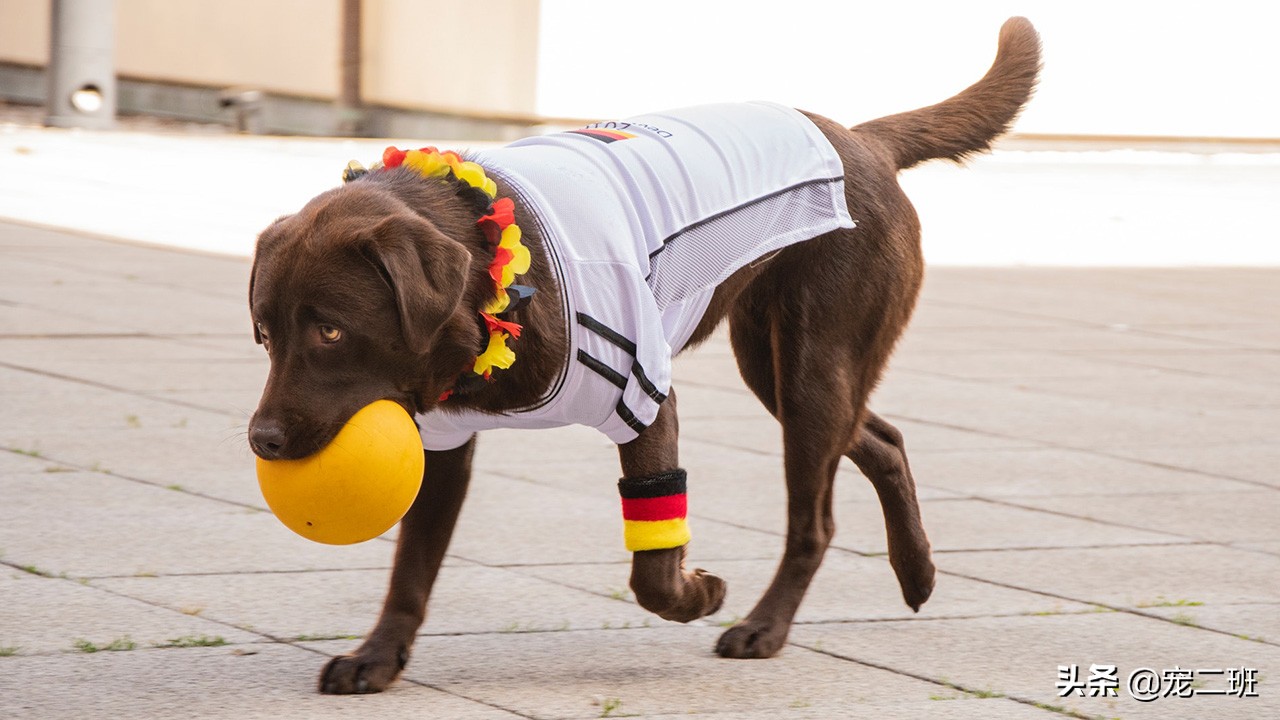 拉布拉多寻回猎犬杂色,拉布拉多猎犬的生活