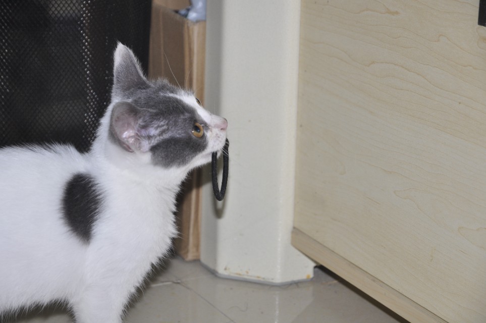 来一波猫照吧，寝室三个养猪专业户，外加一个成长中的潜力股