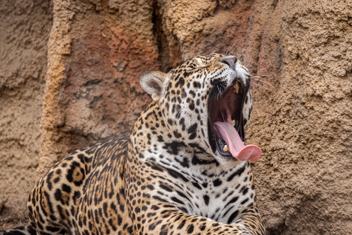 浣宠兘闀跨劍rf100-400,闀跨劍浣宠兘RF闀滃ご