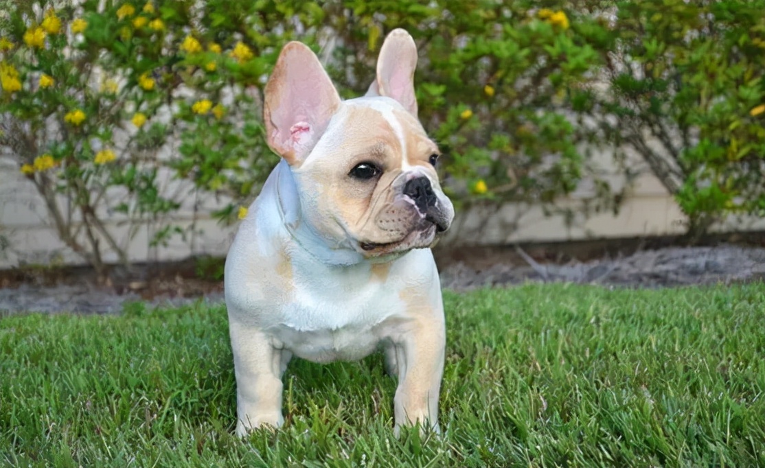 什么狗长不大又可爱便宜,世界上最可爱的狗品种图片