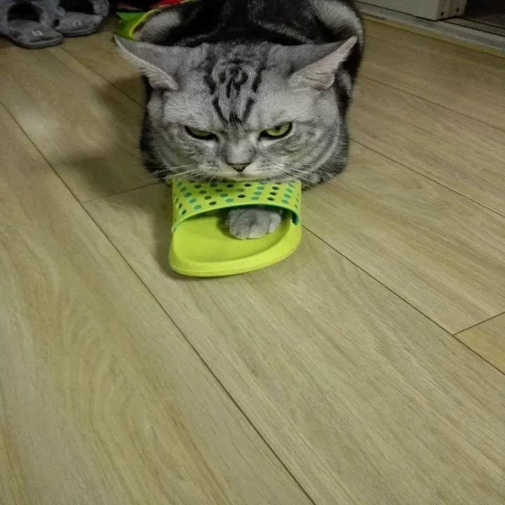 为啥猫是液体的,猫咪是液体猪吗