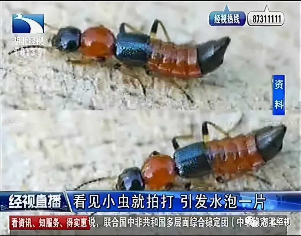 隐翅虫最怕的三种东西是什么,解决隐翅虫的最好办法