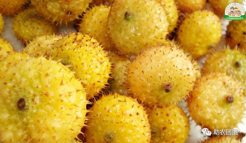 助农团团丨刺梨产业巡礼⑫：“水果中的大熊猫”，它会让你爱不释手