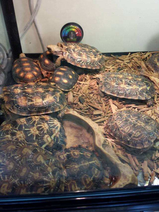 高背陆龟乌龟,饼干陆龟幼龟