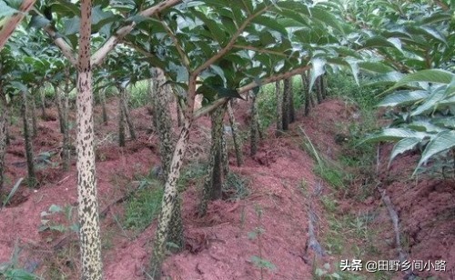 魔芋高产种植技术,怎样种植魔芋高产