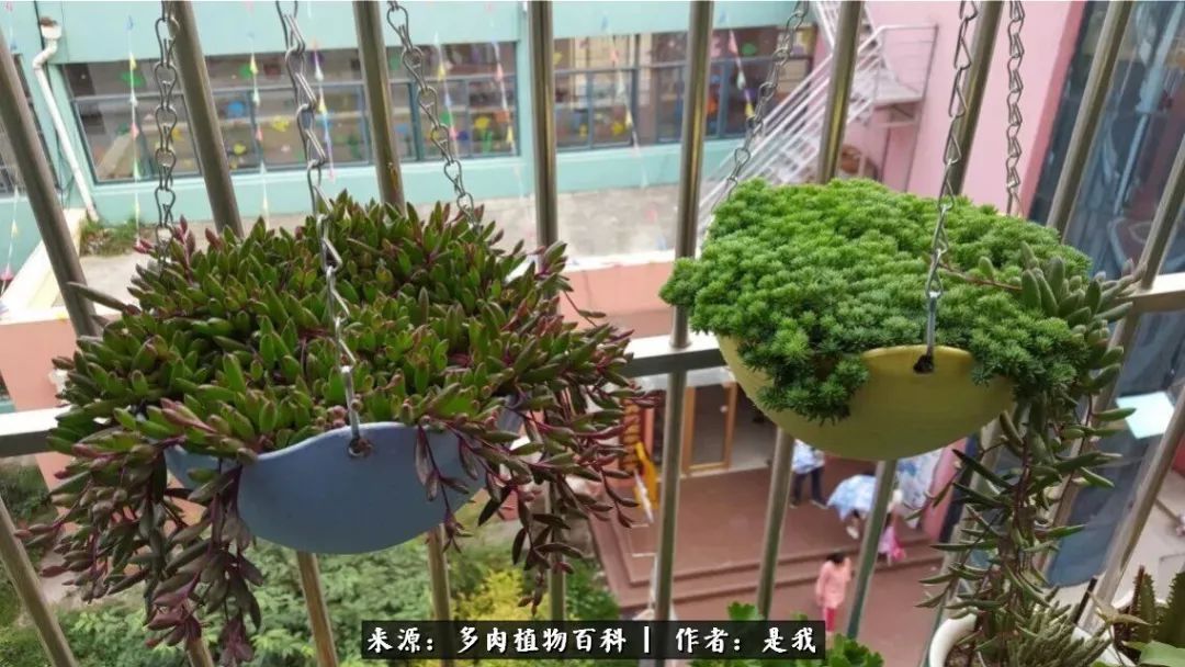 偶遇多肉的感言,偶遇山中多肉