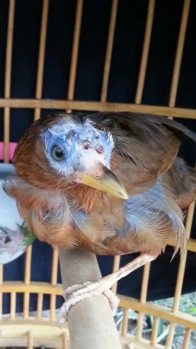 画眉鸟喂养训练方法,画眉鸟最好的训练方法