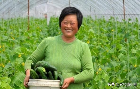 黄瓜苗期死苗用什么药灌根,种植黄瓜缺苗怎么办