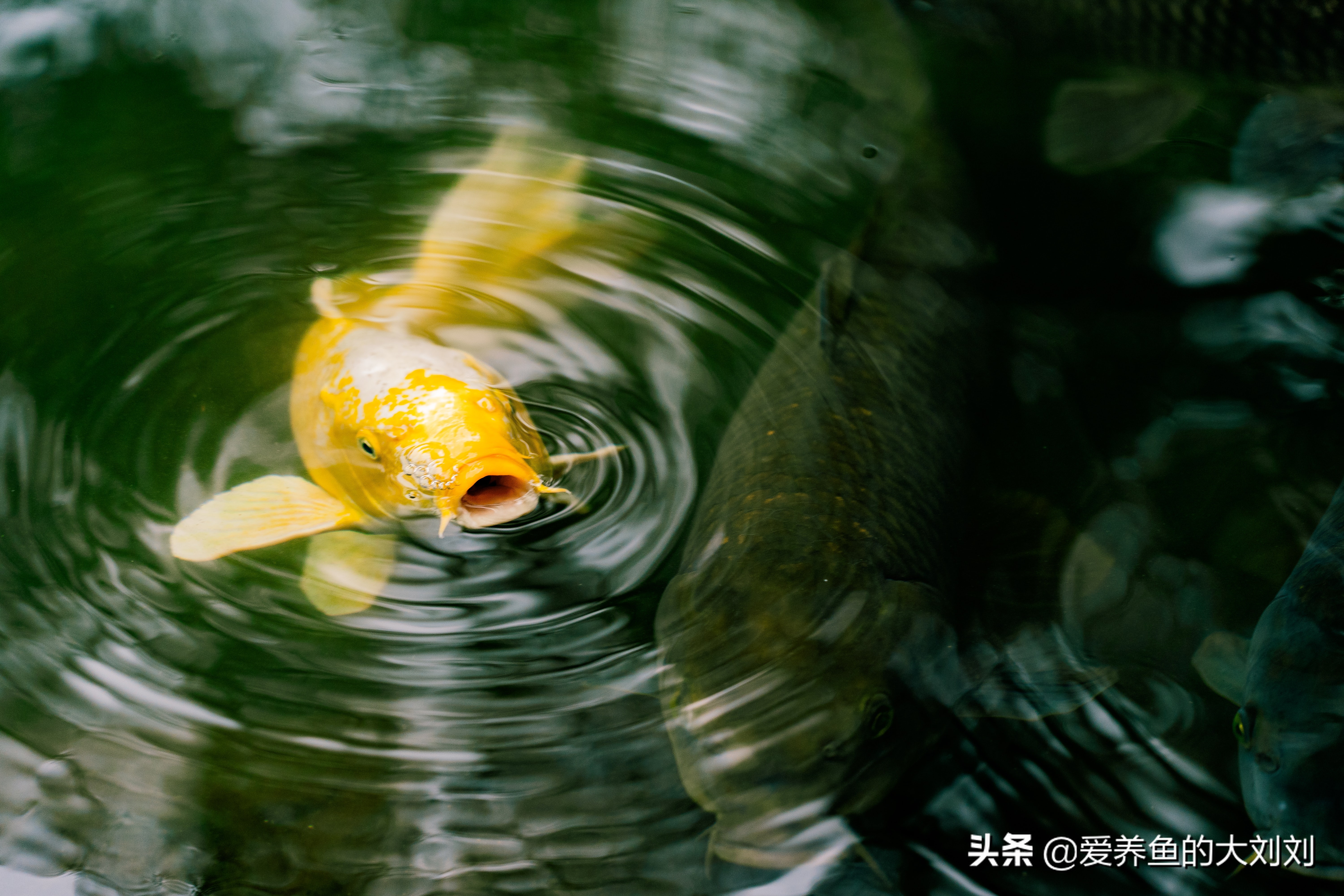 大蒜素喂锦鲤一般喂几天,大蒜切碎可以直接喂锦鲤吗