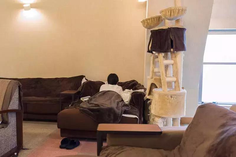 可以撸羊驼撸猫撸狗的咖啡厅,猫咖咖啡馆买猫