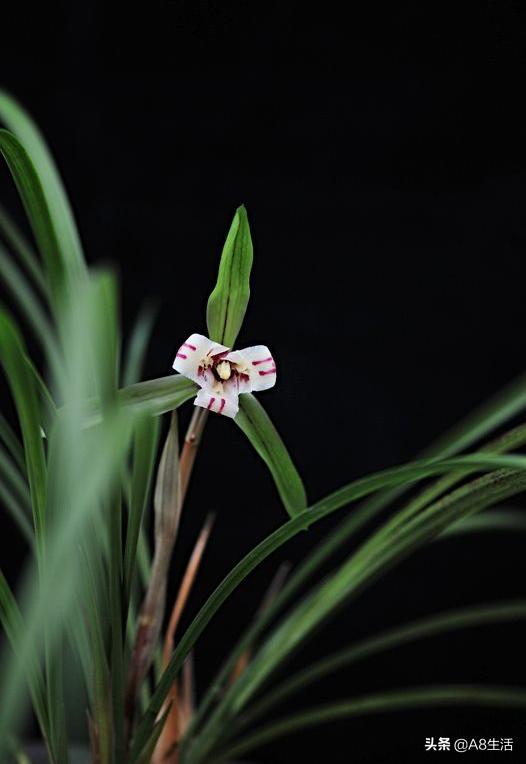 中国兰花名品录,春兰兰花名品大全