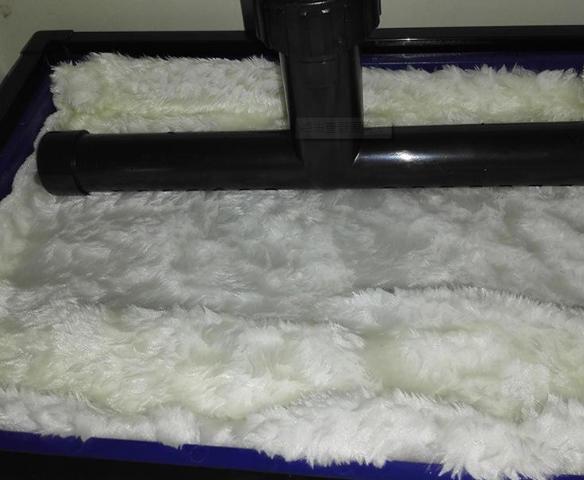 鱼缸绿水可否直接养刚开口的鱼苗,怎样才能把鱼缸里的水养成嫩绿水