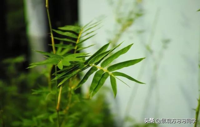 农村庭院花园效果图大全现代简约,花园设计效果图庭院180平方米