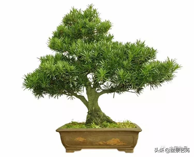 胡庆魁无穷的怀念：我说我盆景与母亲的手