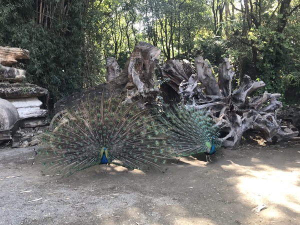 鑺掑競鍜岃吘鍐茬憺涓藉摢涓ソ,鑵惧啿鐟炰附鑺掑競瑗垮弻鐗堢撼