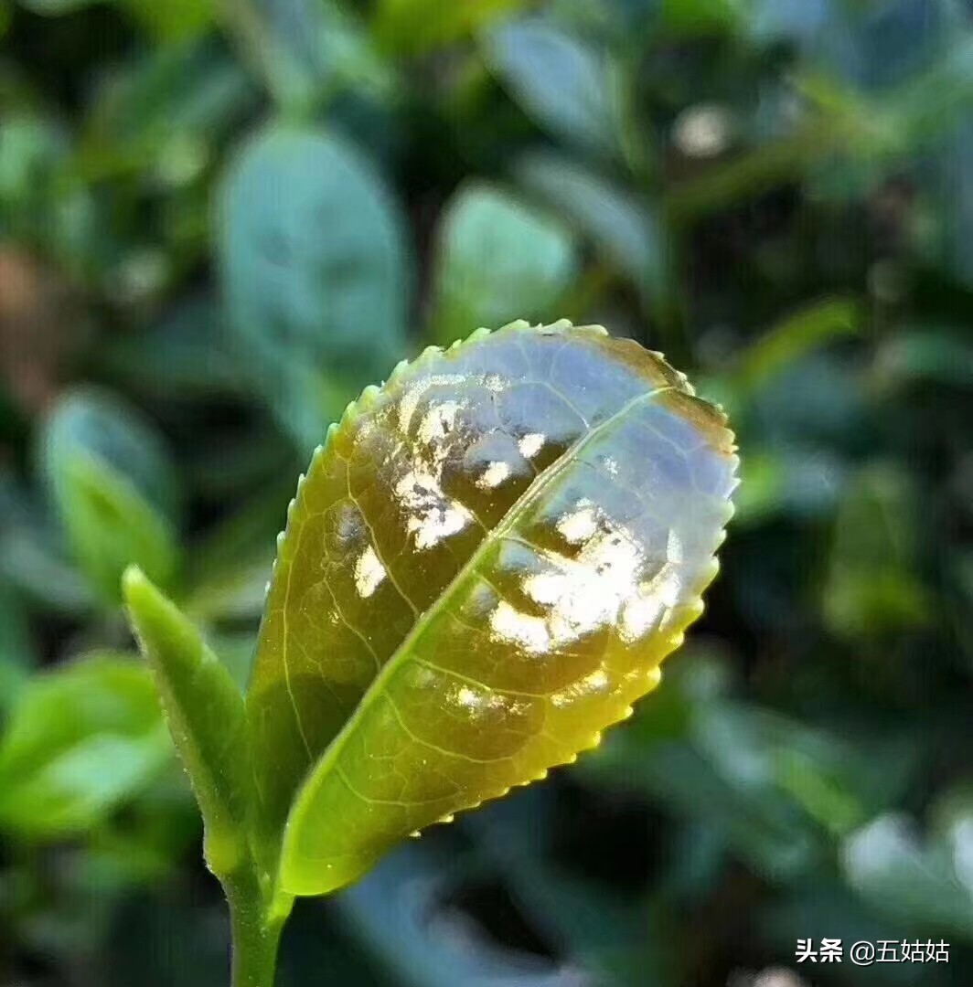 铁观音是中国十大名茶之一吗,铁观音是不是十大名茶之一