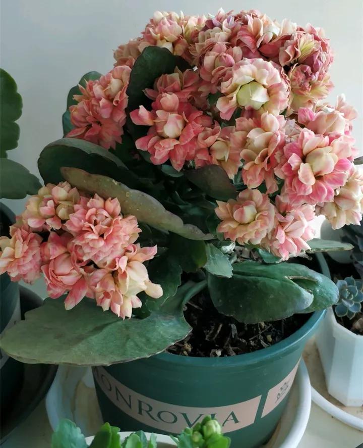 长寿花，寓意好、开花漂亮，花期长，品种多达300个